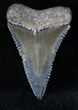 Highly Serrated Fossil Great White Shark Tooth - #12881-1